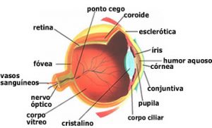 anatomia-olho-humano-4faa7bec6ab10