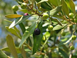 oliveira-e-seus-frutos