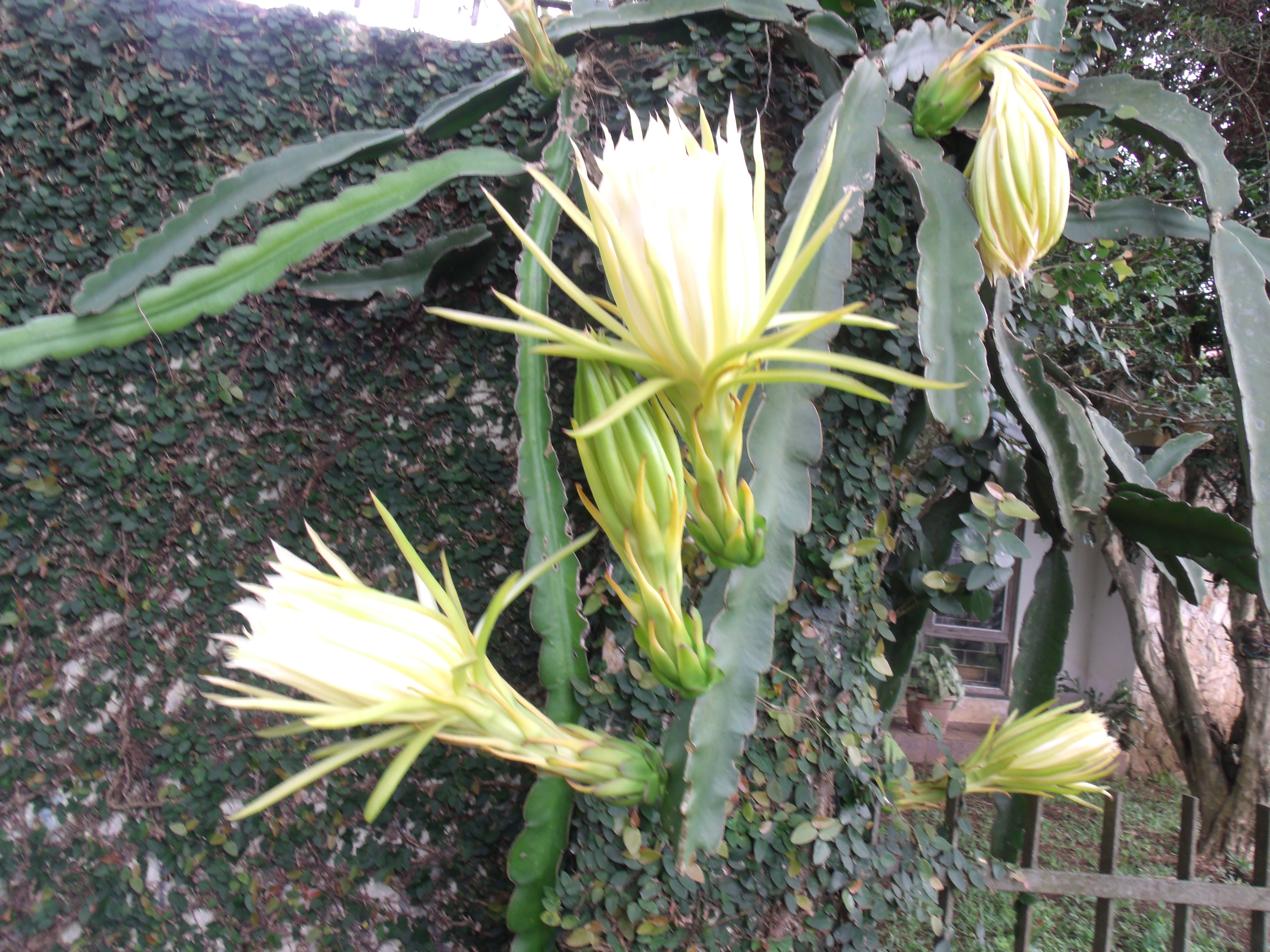 SAIBA TUDO SOBRE A FLOR DAMA DA NOITE! 