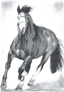 Desenho de cavalo 6 001