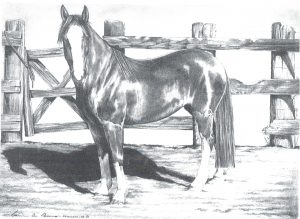 Desenho de cavalo 7 001